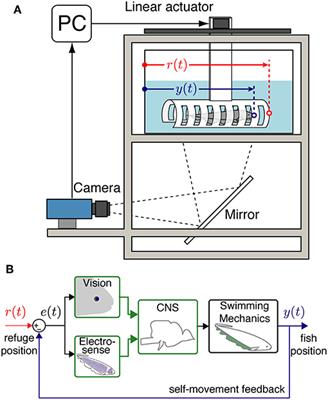 <mark class="highlighted">Sensory Cues</mark> Modulate Smooth Pursuit and Active Sensing Movements